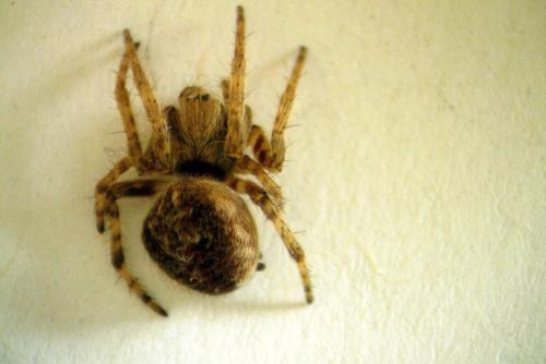 Agalenatea redii
